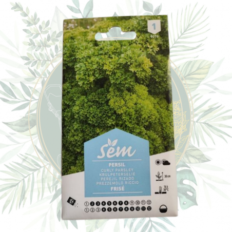 Graines Sanrival | Persil frisé | Semence plante aromatique